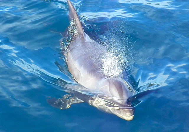 Dolphin Video – Project Location Osa Peninsula